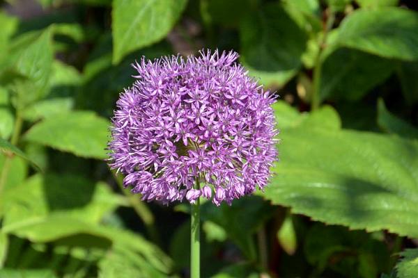 Paines Hill House 8.jpg